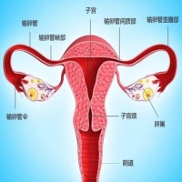 浅谈子宫发育异常的症状及辨别方法？