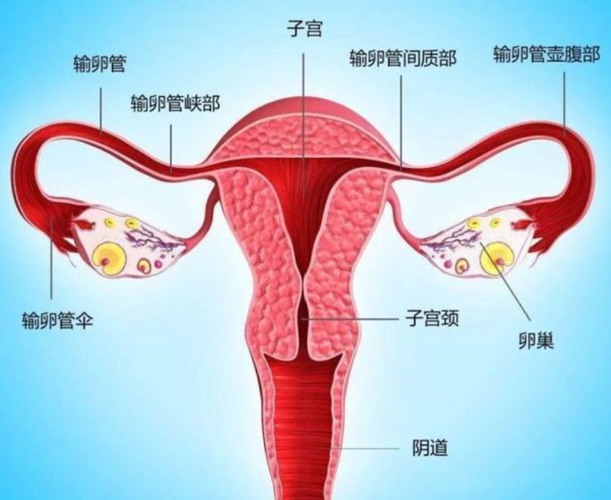 浅谈子宫发育异常的症状及辨别方法