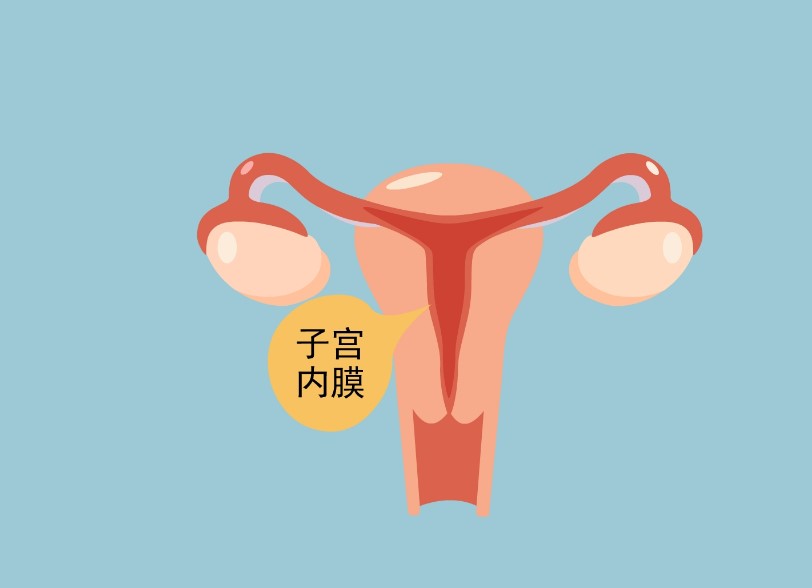 试管婴儿移植前如何增强子宫内膜  